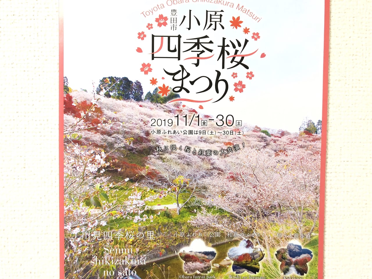 2019年11月1日から開催されている小原四季桜まつり