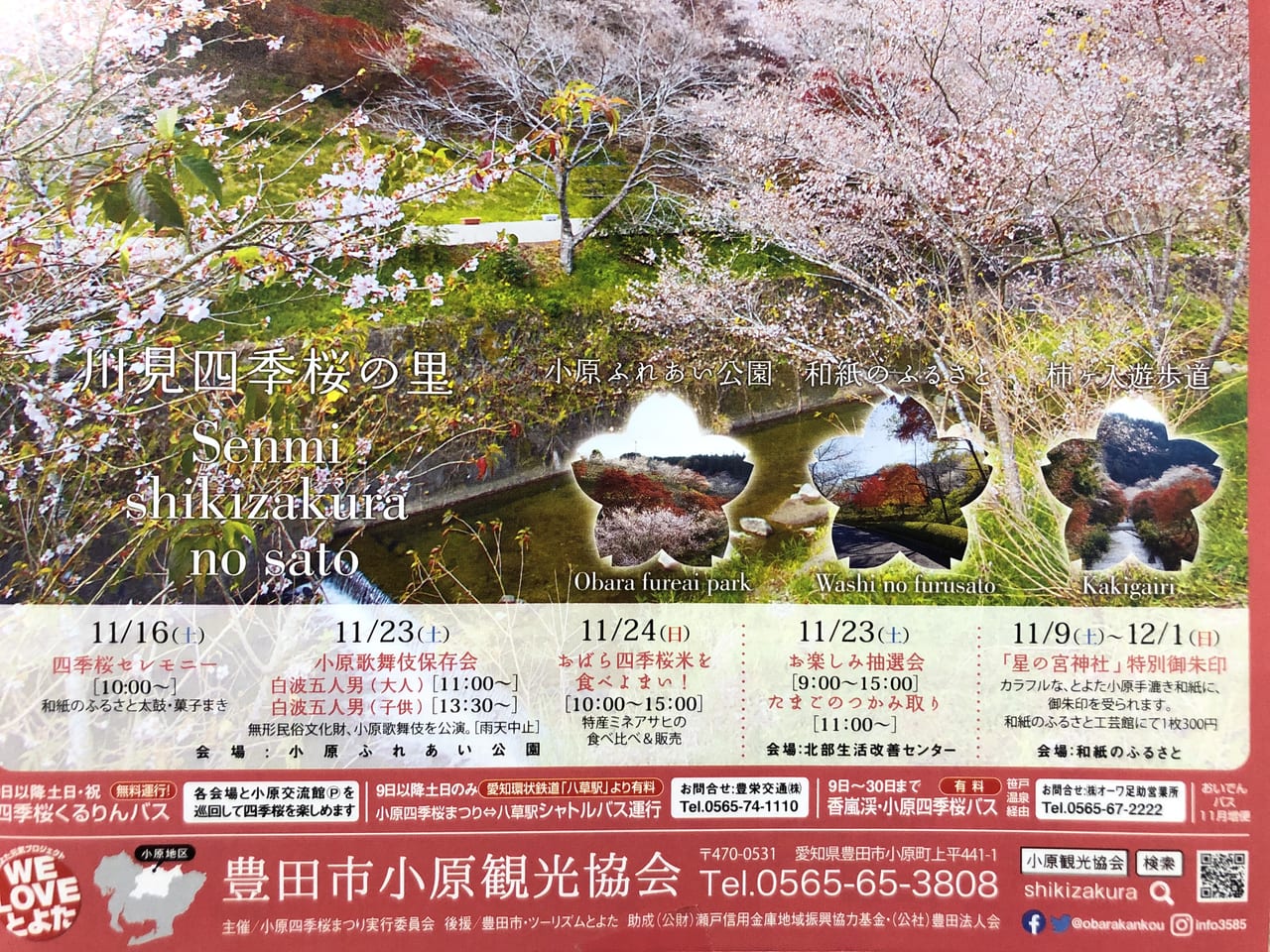 2019年11月1日から開催されている「四季桜まつり」