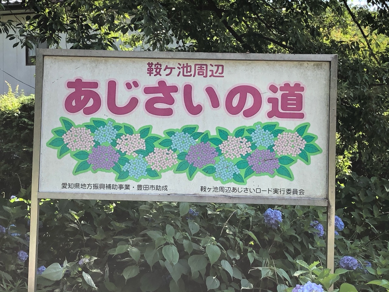 豊田市 今年の開花状況は 約11 000株の紫陽花が見られる鞍ケ池 あじさいの道 今年も咲き始めています 号外net 豊田市