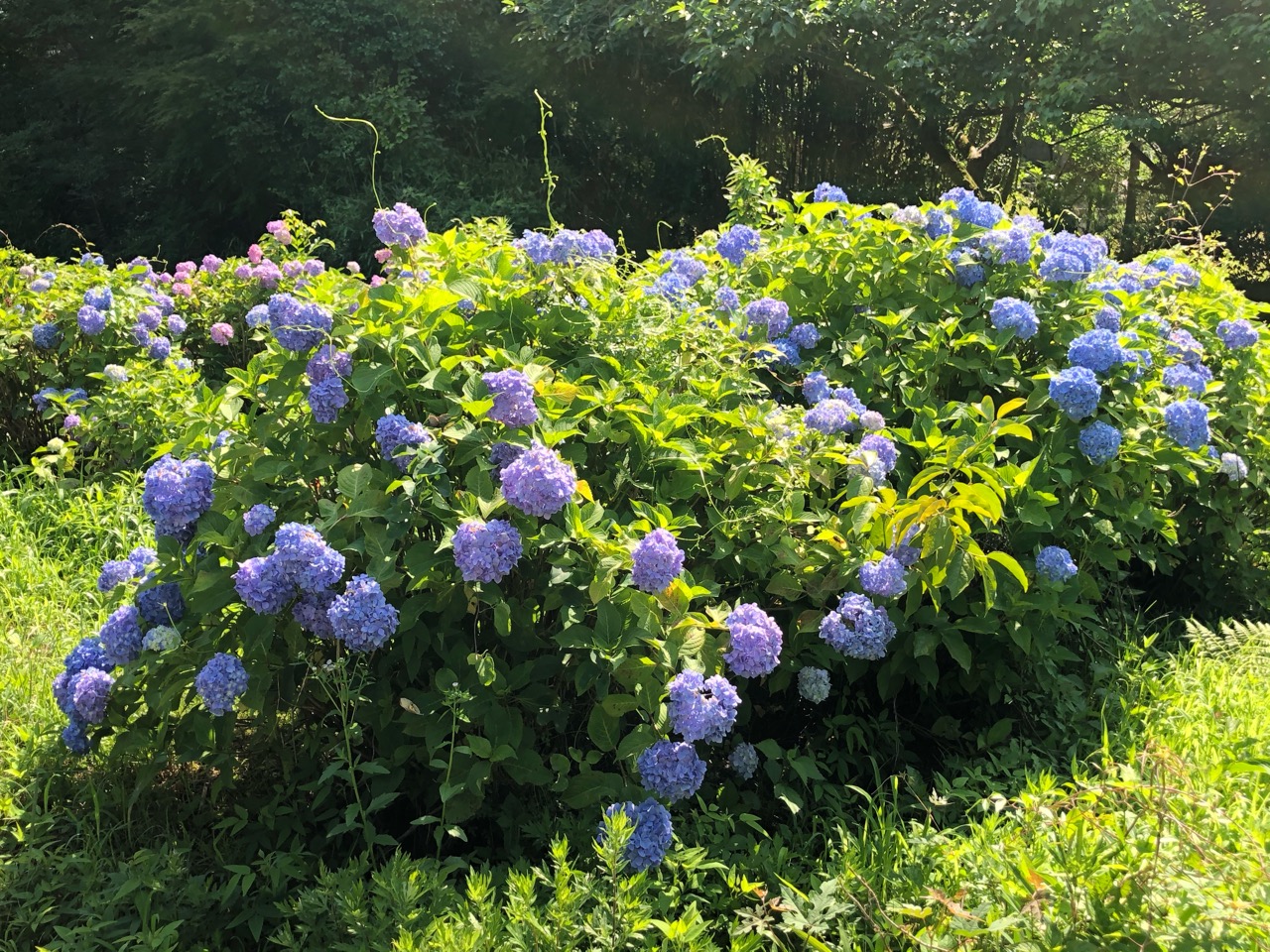 豊田市 今年の開花状況は 約11 000株の紫陽花が見られる鞍ケ池 あじさいの道 今年も咲き始めています 号外net 豊田市