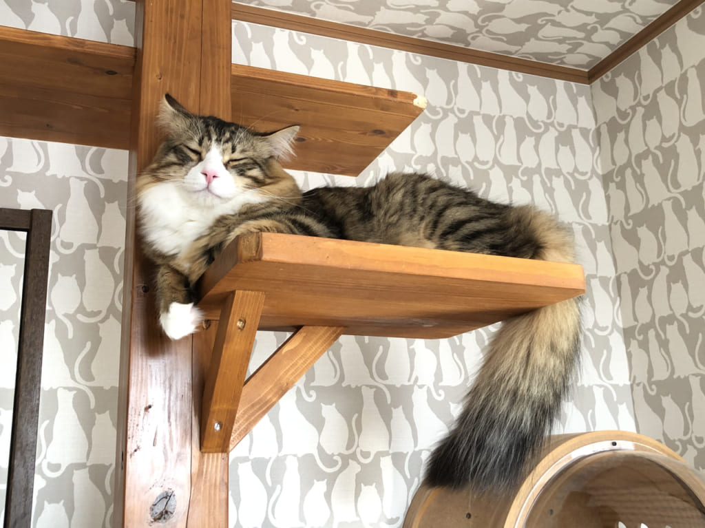 キャッツスマイル