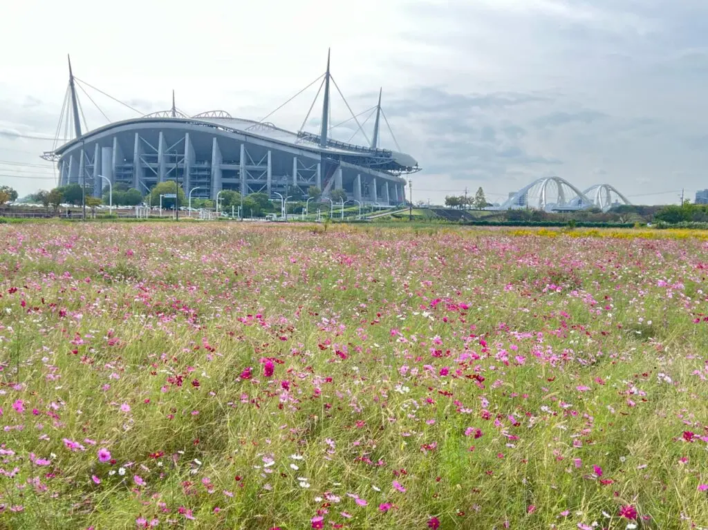 豊田スタジアムのコスモス