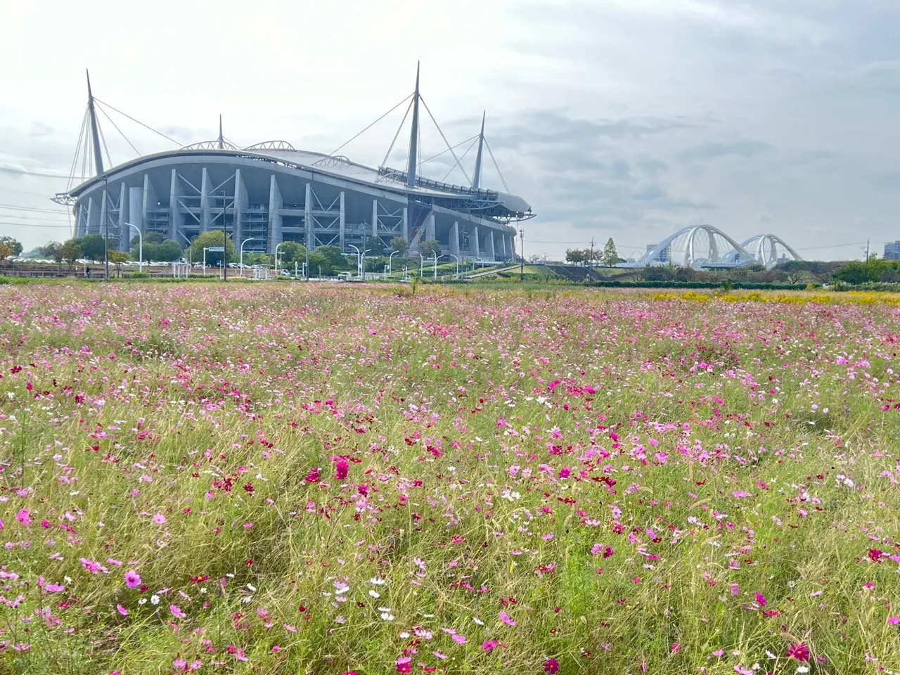 豊田スタジアムのコスモス