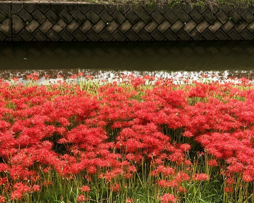 逢妻女川の彼岸花