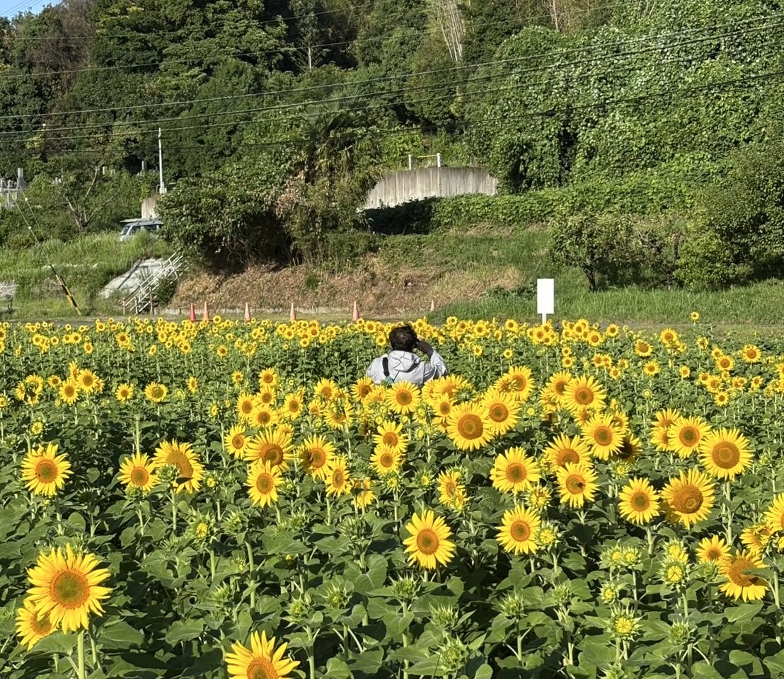 ひまわり