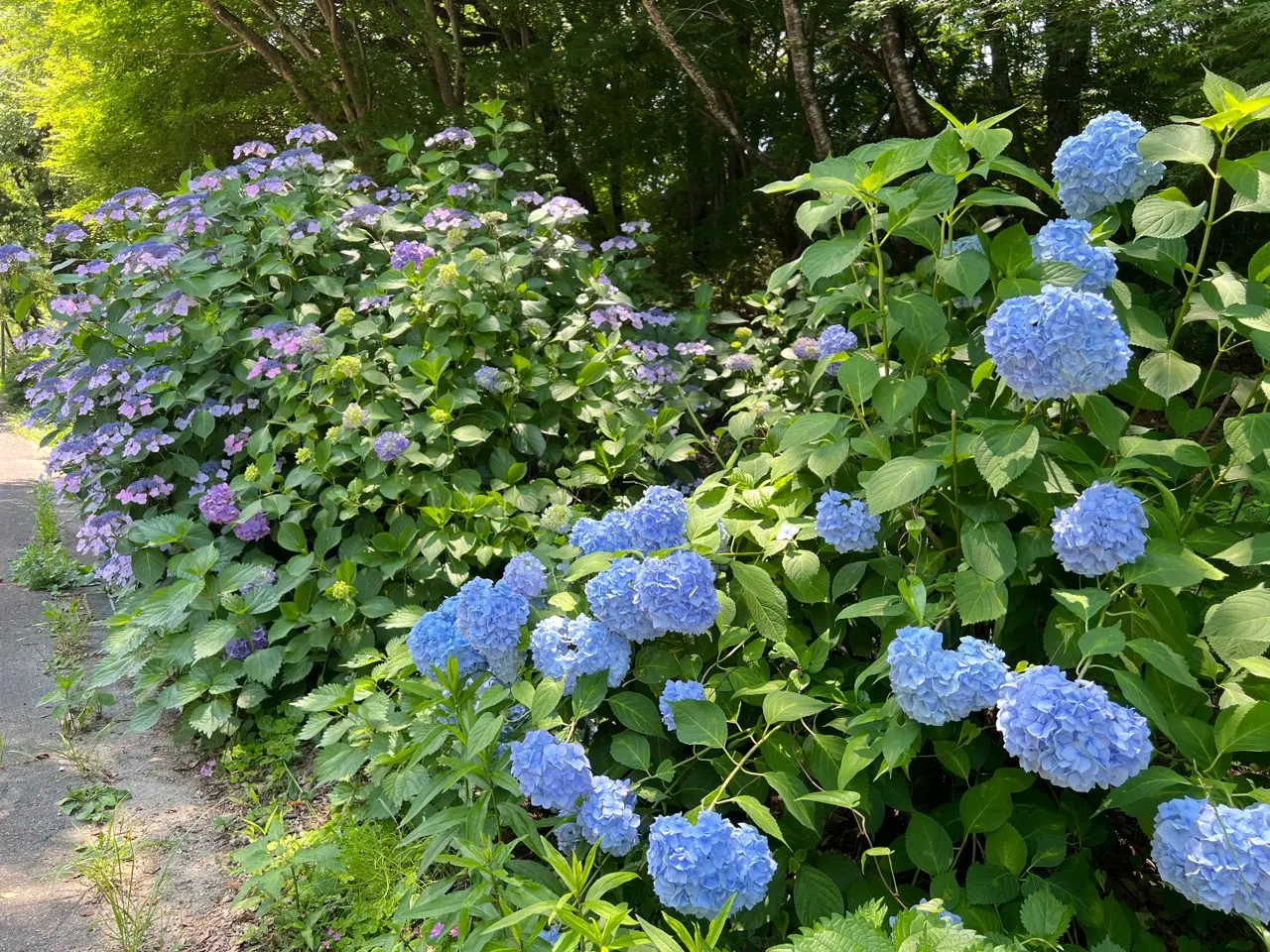 紫陽花